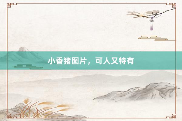 小香猪图片，可人又特有
